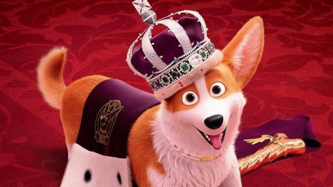 Royal Corgi